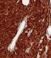 S100B Antibody